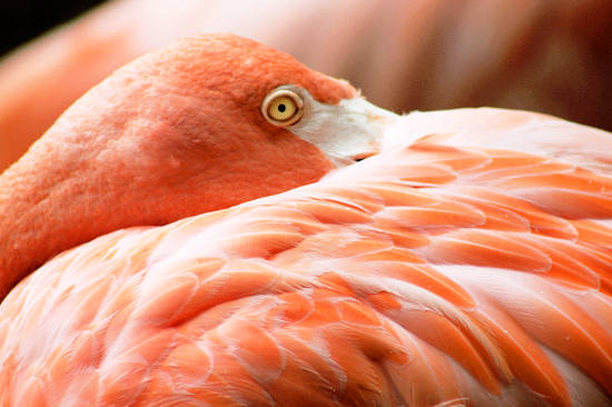 flamingos_001